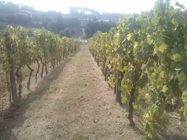 Fattoria Valdrighi, il buon vino a Montecarlo di Lucca